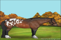 Horse Color:Bay Appaloosa 