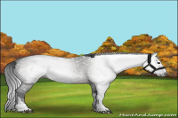 Horse Color:Gray Brown Appaloosa 