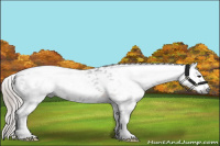 Horse Color:Gray Brown Appaloosa 