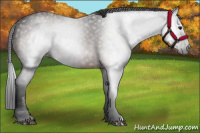 Horse Color:Gray Bay 