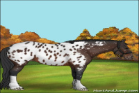 Horse Color:Brown Appaloosa 