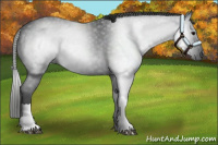 Horse Color:Gray Black 
