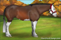 Horse Color:Bay Splash 