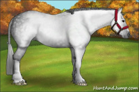 Horse Color:Gray Black 