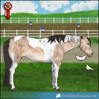 Horse Color:Bay Ice Dun Tobiano Brindle 