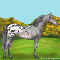 Horse Color:Brown Appaloosa 