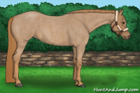 Horse Color:Red Roan 
