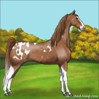 Horse Color:Chestnut Splash Tobiano Appaloosa 