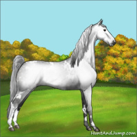 Horse Color:Gray White Spotted Black
