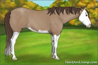 Horse Color:Classic Champagne Splash