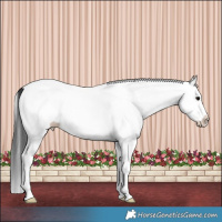Horse Color:White Spotted Grullo Splash