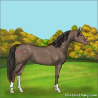 Horse Color:Liver Red Dun Snowflake Varnish