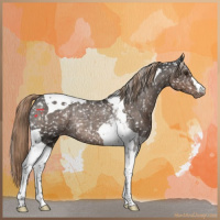 Horse Color:Liver Chestnut Tobiano Appaloosa Rabicano