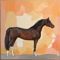 Horse Color:Bay Appaloosa 