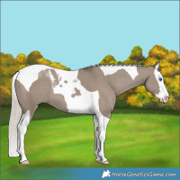 Horse Color:Silver Grullo Splash Tobiano