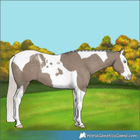 Horse Color:Silver Grullo Splash Tobiano