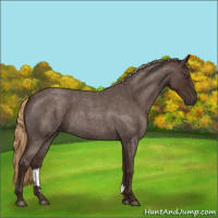 Horse Color:Liver Red Roan Rabicano