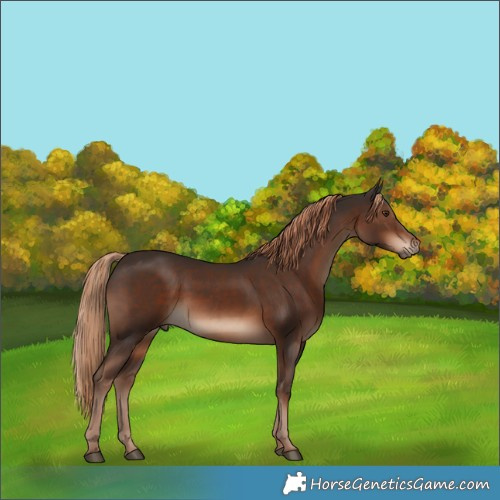 Horse Color:Liver Chestnut 