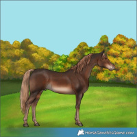 Horse Color:Liver Chestnut 