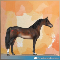 Horse Color:Brown Tobiano 