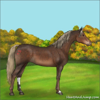Horse Color:Liver Chestnut 