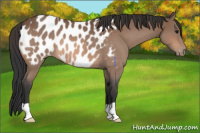 Horse Color:Bay Roan Appaloosa 