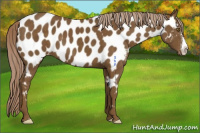 Horse Color:Chocolate Palomino Appaloosa 