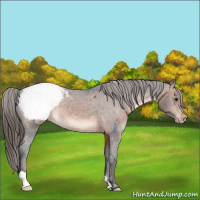 Horse Color:Brown Appaloosa 