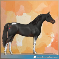 Horse Color:Liver Chestnut Tobiano