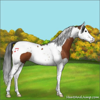 Horse Color:Bay Splash Tobiano 