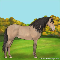 Horse Color:Amber Champagne 