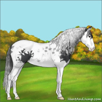Horse Color:Black Splash Tobiano 