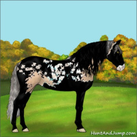 Horse Color:Amber Champagne Splash Tobiano 