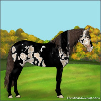 Horse Color:Bay Dun Tobiano Appaloosa 