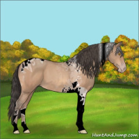 Horse Color:Amber Champagne Tobiano 