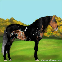 Horse Color:White Spotted Bay Tobiano Appaloosa  and White Spotted Bay Tobiano 