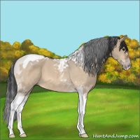 Horse Color:Bay Dun Tobiano 