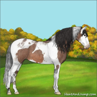 Horse Color:Bay Roan Splash Tobiano Varnish