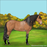 Horse Color:Bay Roan Tobiano