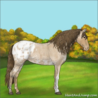 Horse Color:Buckskin Ice Roan Varnish 