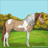 Horse Color:Red Dun Tobiano