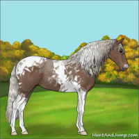 Horse Color:Silver Black Tobiano 