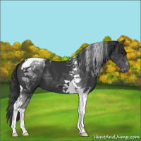 Horse Color:Black Tobiano 