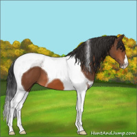 Horse Color:Bay Tobiano 
