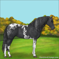Horse Color:Black Tobiano 