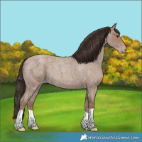 Horse Color:Classic Champagne Roan 