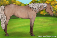 Horse Color:Silver Bay Roan