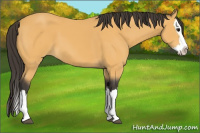 Horse Color:Buckskin Sabino Splash 