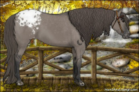 Horse Color:Grullo Appaloosa 
