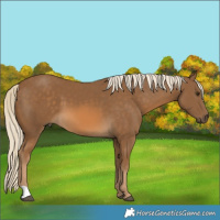 Horse Color:Chocolate Palomino 